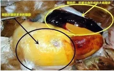 Cómo mejorar la calidad de las cáscaras de huevo en la cría de gallinas ponedoras modernas？ - Image 1