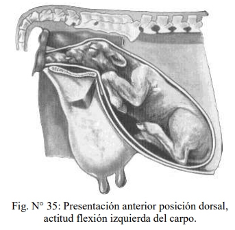 Obstetricia y neonatología bovina: XI. Estática fetal Anormal - Image 3