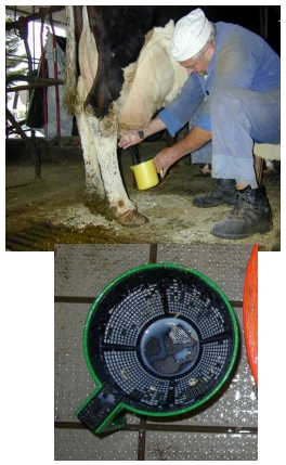 La Mastitis un problema del hato la visita al establo. - Image 4