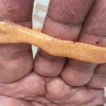 Caso de éxito en pigmento de pollo - Image 3