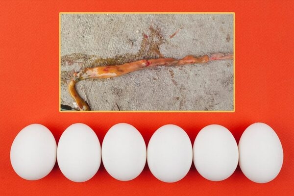 Relación entre función digestiva, salud y productividad en gallinas ponedoras - Image 2