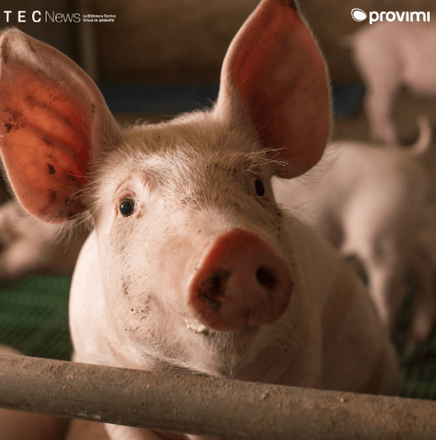 PREPARACIÓN DE LAS CACHORRAS: BASE DE LA EFICIENCIA REPRODUCTIVA, LA LONGEVIDAD Y LA RENTABILIDAD - Image 1