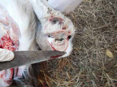onfaloflebitis