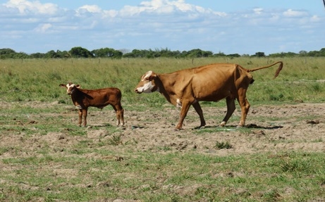 5° MITO ¿ES CIERTO QUE UNA VACA PREÑADA DESPUÉS DEL DESTETE PUEDE COMER “ALIMENTOS DE BAJA CALIDAD” PORQUE SUS REQUERIMIENTOS SE REDUCEN CERCA DEL 50%? - Image 3