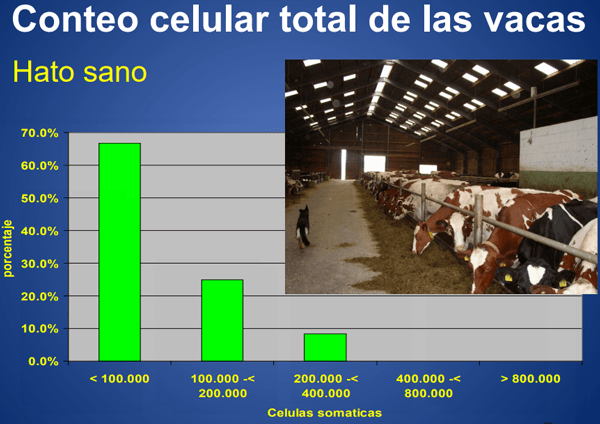 Mastitis - Introduccion, los factores que influyen en la salud de la ubre. - Image 17