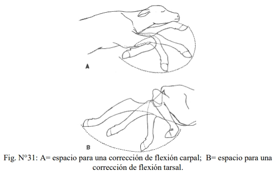 Obstetricia y neonatología bovina: X Maniobras Obstétricas - Image 2
