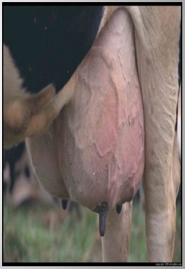 Importancia de los cultivos bacteriológicos en el diagnóstico de la mastitis bovina y antibiograma - Image 1