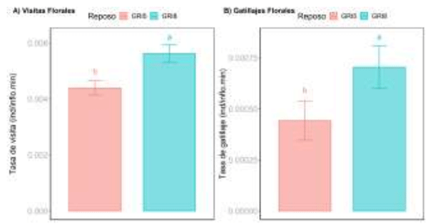 Figura 1. A) Tasa de visita (individuos/inflorescencia.minuto) y B) de gatillaje (gatillajes/inflorescencia.minuto) para los grupos GRI5 Y GRI8. Se muestran los valores promedios junto a su error estándar (EE). Letras distintas indican diferencias significativas (primero ANOVA, luego Tukey’s test: P value < 0.05).