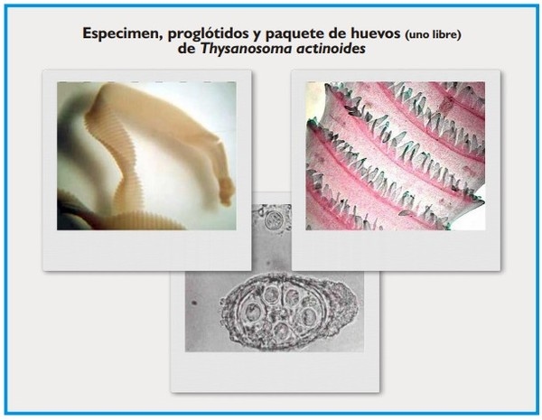 Cestodosis de los ovinos y bovinos - Image 4