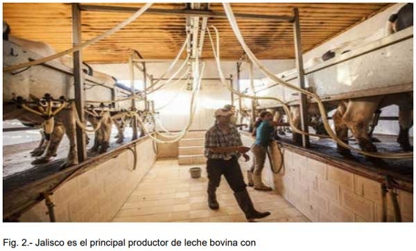 La Mastitis causada por las bacterias patógenas principales. - Image 4