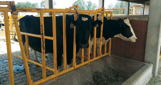 Cálculo de proteína degradable y no degradable en rumen