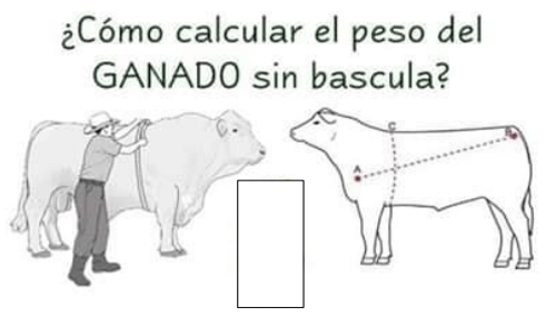 Figura 20. Medidas zoométricas en rumiantes FUENTE: Darmercs Genetics, Facebook, 2020. 