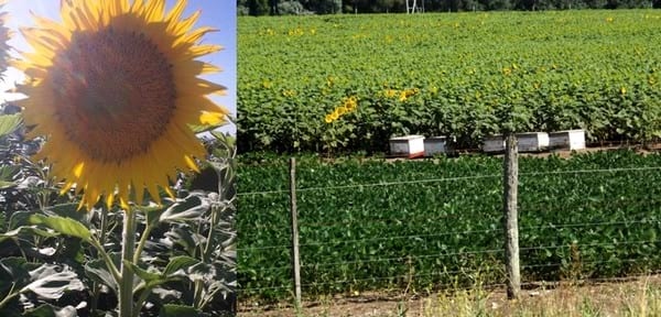 Calidad de semillas de girasol: prácticas de manejo para maximizarla - Image 1