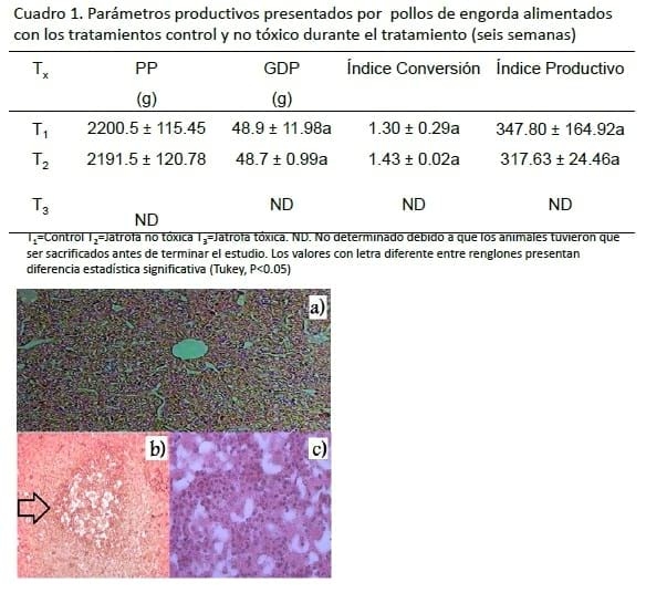Efecto nutricional y toxico de la semilla de jatrofa (jatropha curcas) en pollos de engorda - Image 2