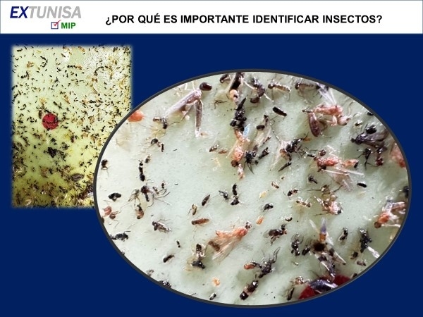 Lámparas UV: Clasificación y conteo de Insectos - Image 4