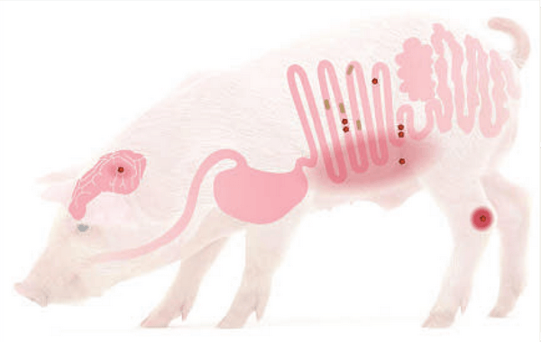 Estrategias no antibióticas para lograr una correcta salud intestinal - Image 1