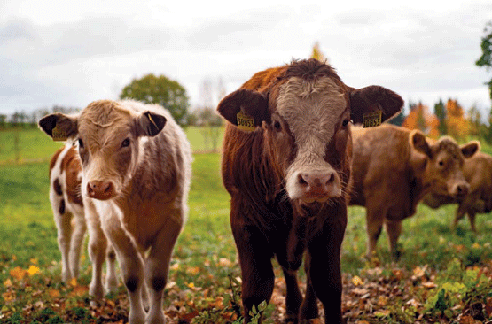 Modelos de simulación para ganado de carne