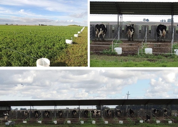 Efecto de la sombra durante el período seco y la lactancia siguiente en vacas Holando multíparas. - Image 6