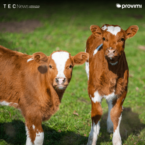 Transición al feedlot: El estrés oculto que condiciona toda la recría a corral - Image 1