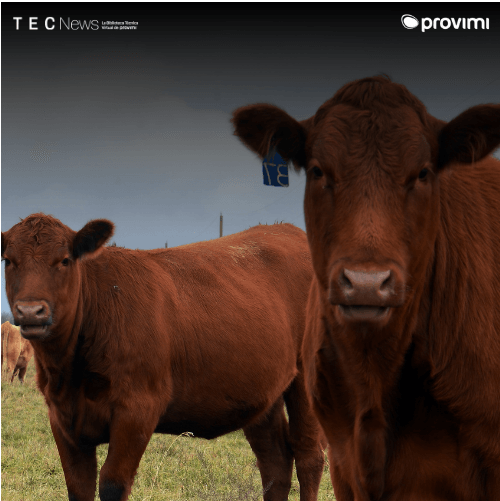 Acidosis subclinica en bovinos de carne: un desafio invisible para la eficiencia productiva - Image 1