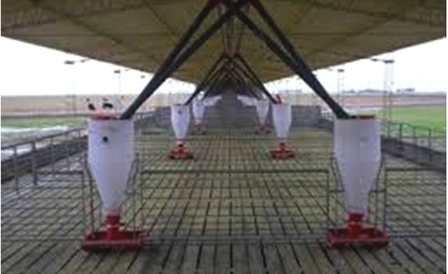 Manejo del lechón al destete - Image 1