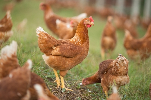 La salmonella en aves, nuestra visión - Image 1