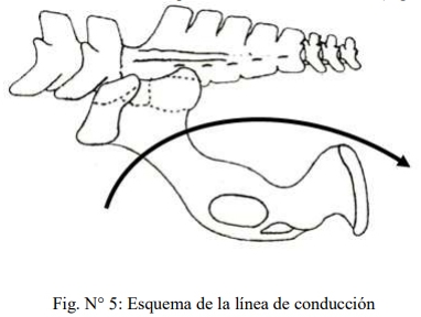 Obstetricia y neonatología bovina: V. Canal obstétrico - Image 1