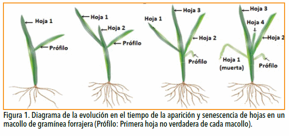 Vuelven las pasturas: Manejo y fertilización para nuevos modelos ganaderos - Image 2