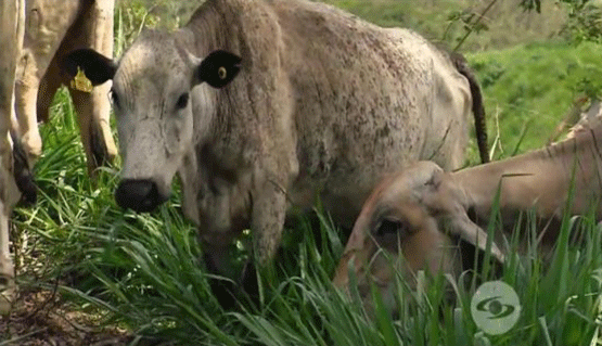UNA OPCIÓN PARA INTENSIFICAR Y HACER MÁS AMIGABLE CON EL AMBIENTE LA PRODUCCIÓN CON RUMIANTES EN PASTOREO EN EL TRÓPICO 
