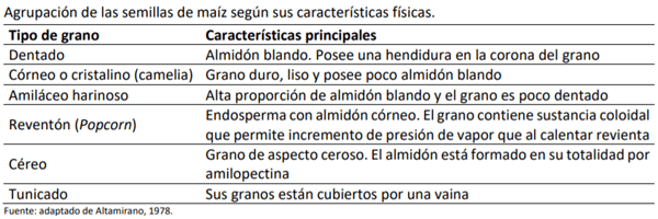 Manual del cultivo de maíz para ensilaje - Descripción de la planta: Primer capítulo - Image 3