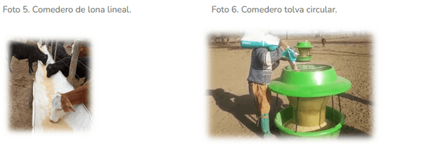 El destete precoz: la mejor decision para evitar pérdidas productivas futuras - Image 7