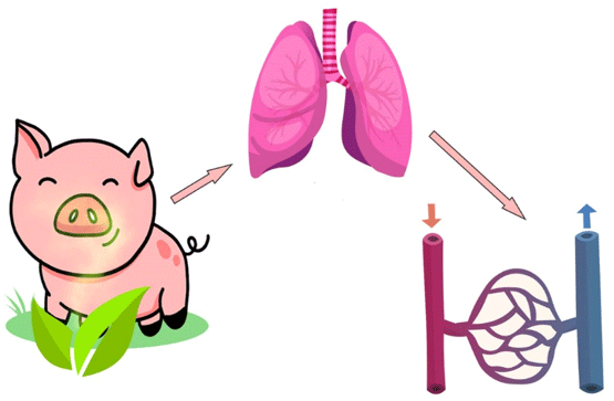 Inhalación: una vía alternativa para administrar aceites esenciales a los animales de granja
