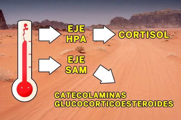 Estrés térmico e inmunosupresión, ¡aceites esenciales al rescate! - Image 2