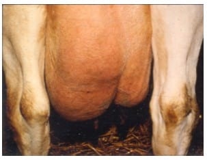 Costo de la mastitis clínica : No todas las mastitis cuestan lo mismo - Image 1