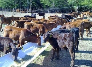 ¿Cómo aumentar el número de terneros en nuestro rodeo de cría? - Image 1