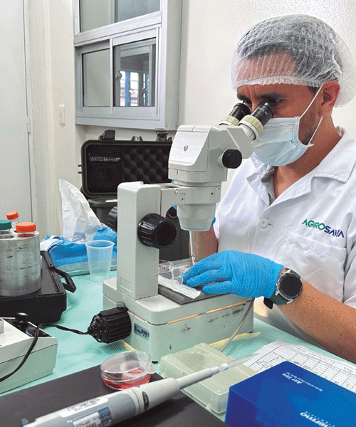 Pajillas de semen criopreservado para el proceso de fertilización in vitro