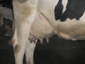 Mastitis - Introduccion, los factores que influyen en la salud de la ubre. - Image 7