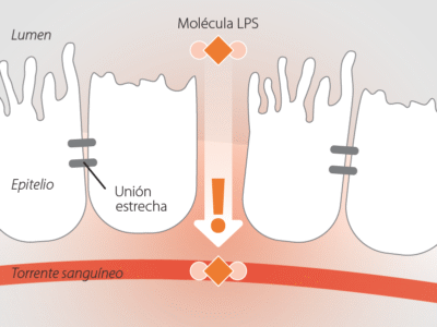 Gestión del estrés calórico y las endotoxinas: ¿cómo proteger la salud de su ganado lechero y maximizar el rendimiento? Garantizar una producción y un rendimiento constantes a altas temperaturas - Image 1