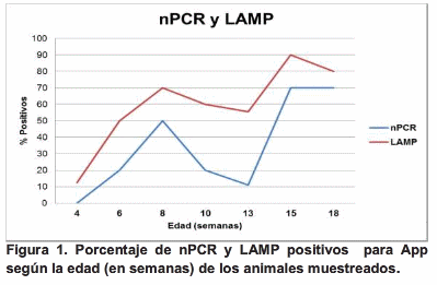 Diagnóstico pre-clínico de Pleuroneumonía Contagiosa Porcina durante un brote - Image 1
