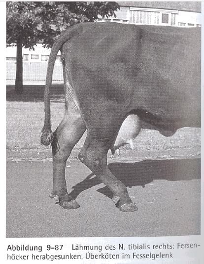 Flexión del Menudillo - Image 1