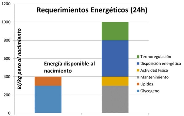Energía del lechón al nacimiento