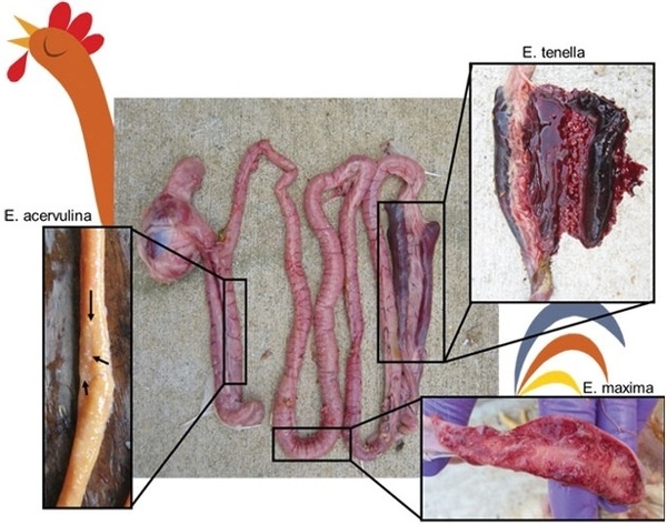 La solución de coccidios de gallinas ponedoras sin pérdida de huevos ni lesiones - Image 2