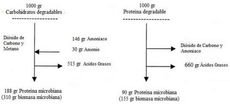 Inclusión de urea protegida en dietas para vacas lecheras - Image 2
