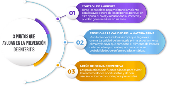 3 puntos que ayudan en la prevención de enteritis - Image 2