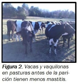 Usando la nutrición para prevenir la mastitis - Image 2