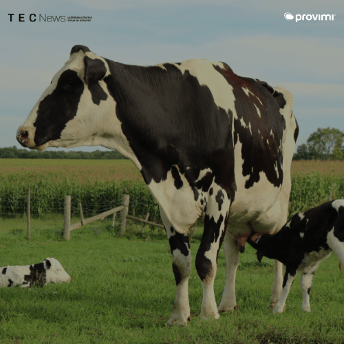 Estrés térmico en vacas en transición: efectos y estrategias de manejo - Image 1