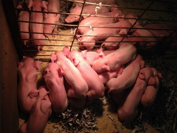 Manejo neonatal del lechón pequeño - Image 1