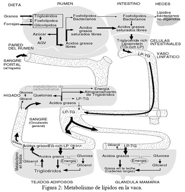 Digestión, absorción y metabolismo de los lípidos en monogástricos y rumiantes - Image 5