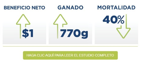 Uso de plasma 100% bovino para reducir el impacto del PRRS - Image 1