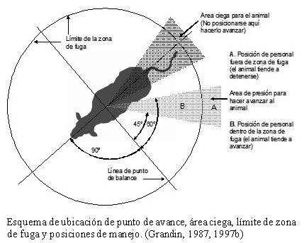 El estrés y las instalaciones en Feedlot - Image 1